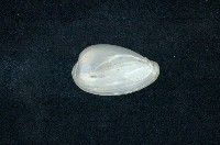 藏品(臺灣穀米螺)的圖片